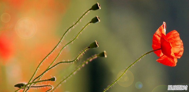 天蝎座有什么性格和天赋,天蝎座的性格特点 天蝎座有什么性格和天赋,天蝎座的性格特点 - 星座运势