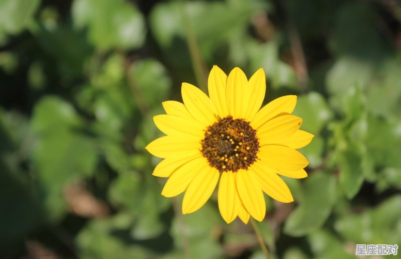 巨蟹座男人性格,巨蟹座男生性格怎样 - 星座运势