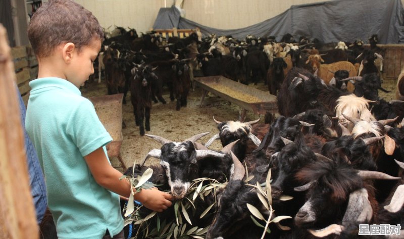 1997年12月3日出生的人多少岁,97午属牛好久能找到男朋友 - 星座运势