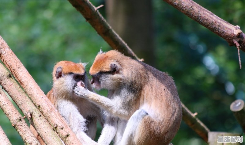 12月13日特吉运势,2021年12月几号属狗 - 星座运势