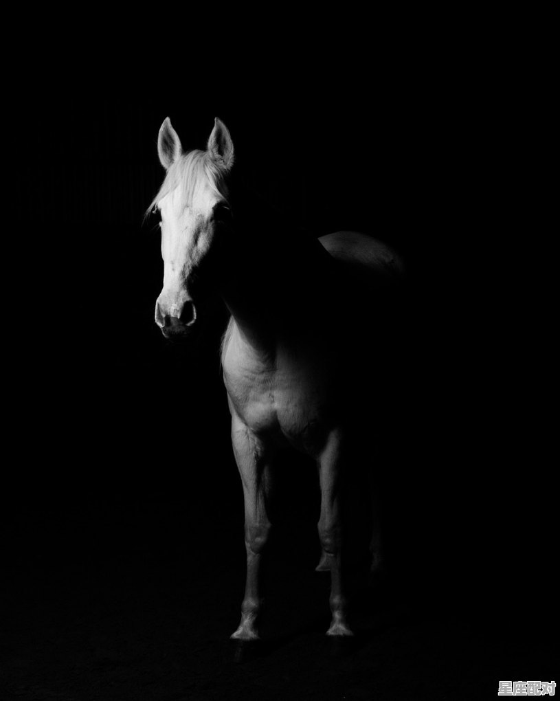 声势浩大是什么动物,万马奔腾猴在追 是什么动物啊 - 星座运势