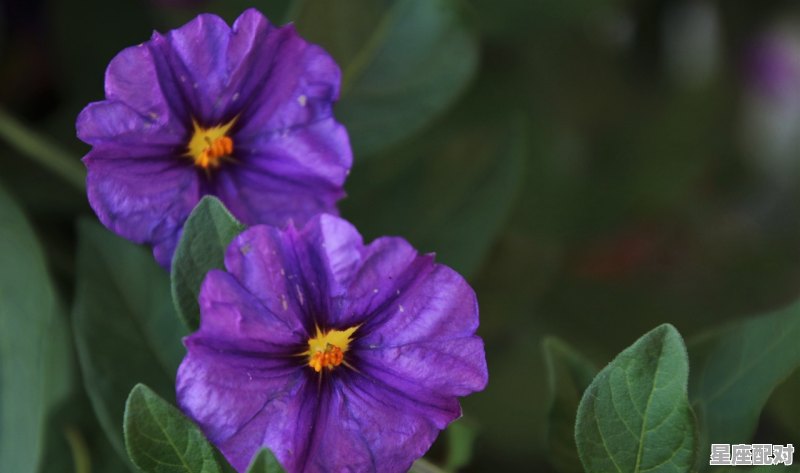 天秤座女生配什么星座,比较完美的星座配对女星有哪些 天秤座女生配什么星座,比较完美的星座配对女星有哪些 - 星座运势