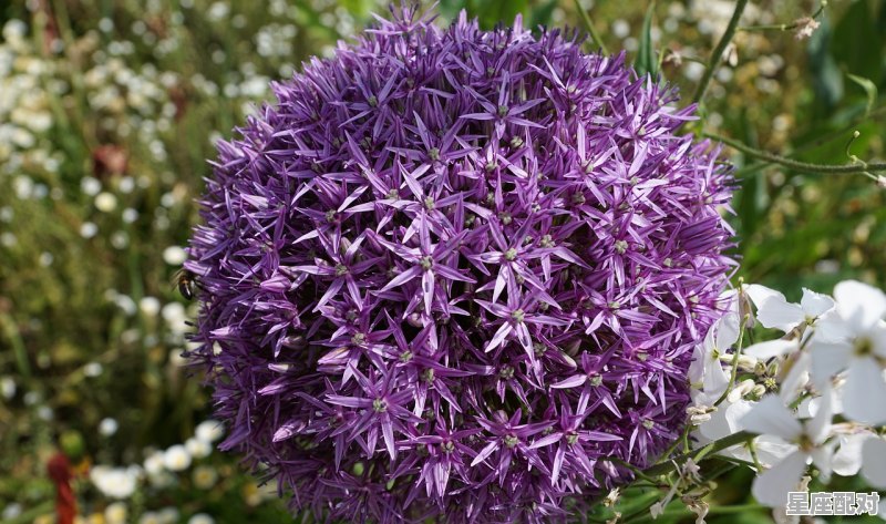 旧历8月25是什么星座,8月25是什么星座女 旧历8月25是什么星座,8月25是什么星座女 - 星座运势