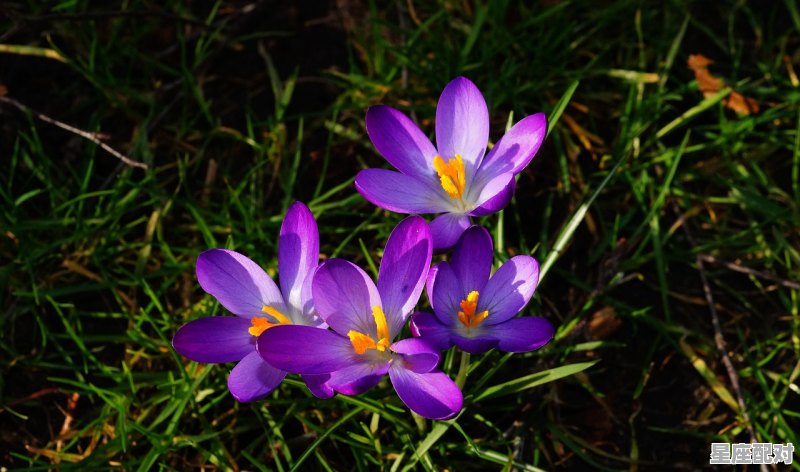 典型的白羊女性格特点,白羊座的性格特点 典型的白羊女性格特点,白羊座的性格特点 - 星座运势