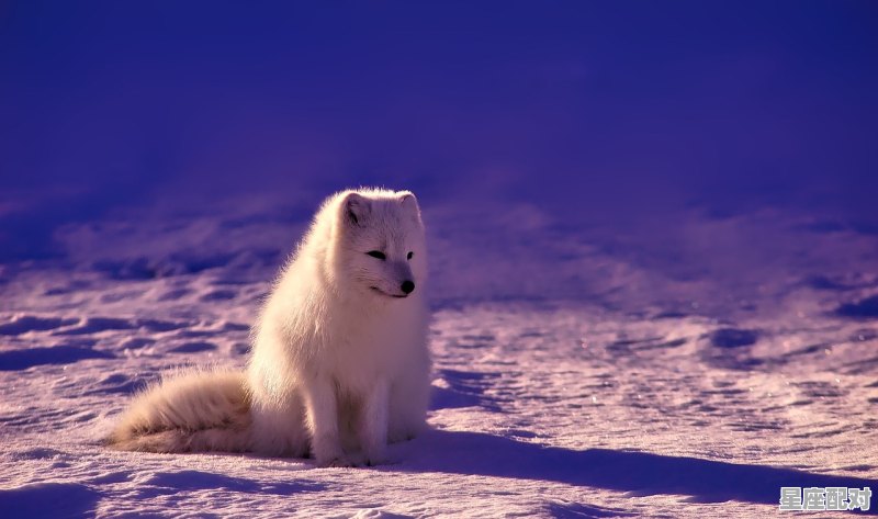 狐狸最像什么动物，狐假虎威是什么生肖 - 星座运势