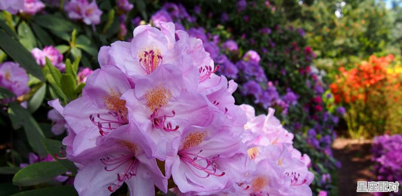 1997年阳历10月26日是什么星座,五月二十六是什么星座 1997年阳历10月26日是什么星座,五月二十六是什么星座 - 星座运势