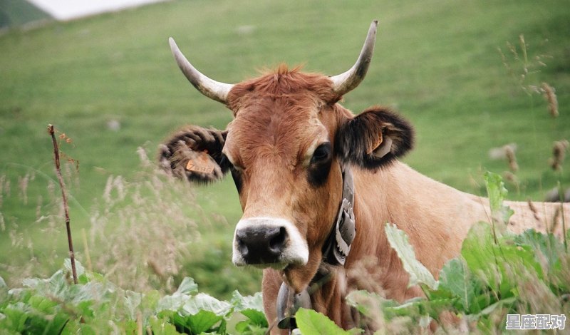 金牛座的特点，金牛座性格特征 - 星座运势