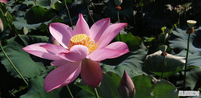 兔子今日财运运势查询;兔子今日财运运势  - 星座运势