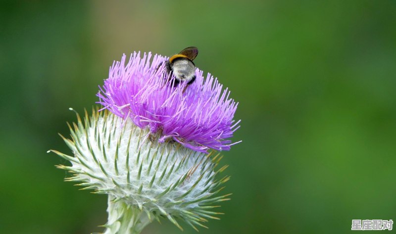 缺花残枝什么意思，漫山遍野是什么生肖 - 星座运势
