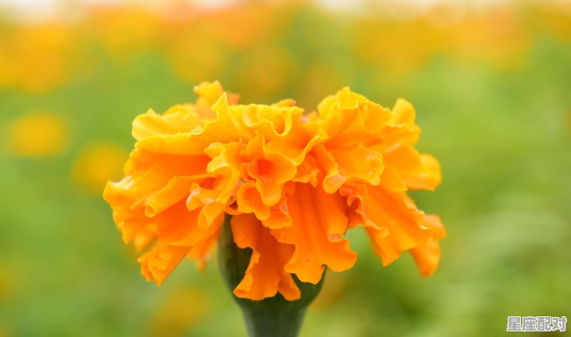 今晚旺什么生肖,今晚开什么生肖 今晚旺什么生肖,今晚开什么生肖 - 星座运势