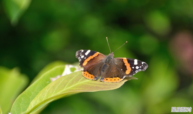 梦到咬蛇预示着什么;梦到咬蛇  - 星座运势