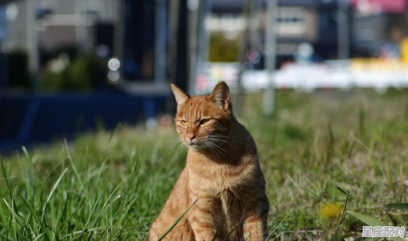 心血来潮指什么动物,动画片飞越五千年片尾曲歌词 - 星座运势