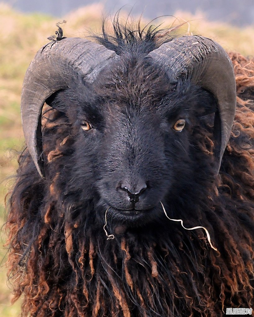 谈笑风声打一动物,谈笑风生是什么生肖 谈笑风声打一动物,谈笑风生是什么生肖 - 星座运势