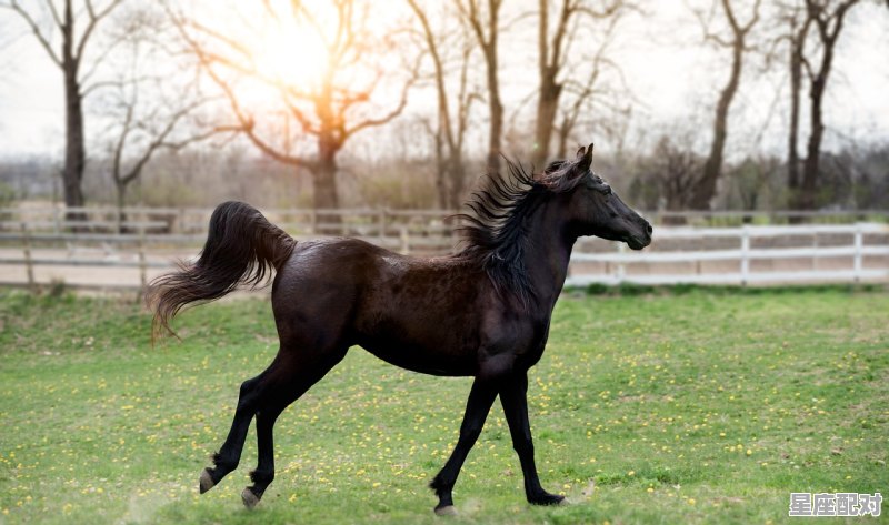 大摇大摆是什么生肖动物;大摇大摆是什么生肖 大摇大摆是什么生肖动物;大摇大摆是什么生肖 - 星座运势