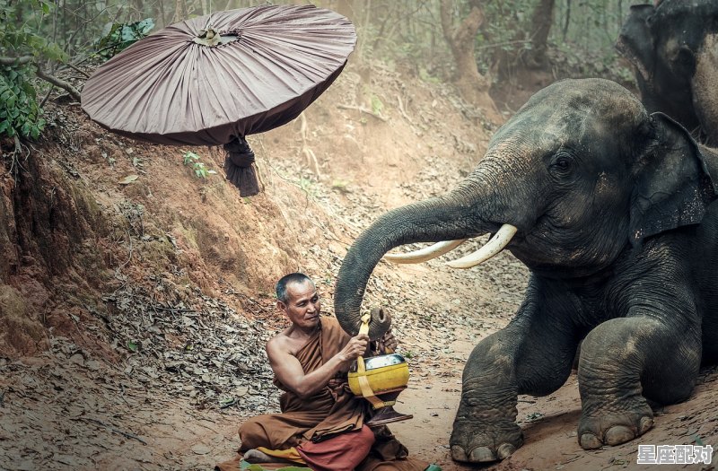 心猿意马是什么动物,意代表什么动物 - 星座运势