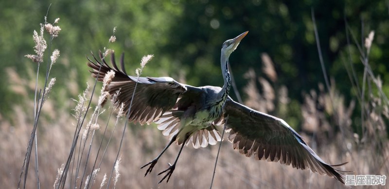 两袖清风成正气，一股热血尽沧桑的动物是什么,两神清风什么动物 - 星座运势