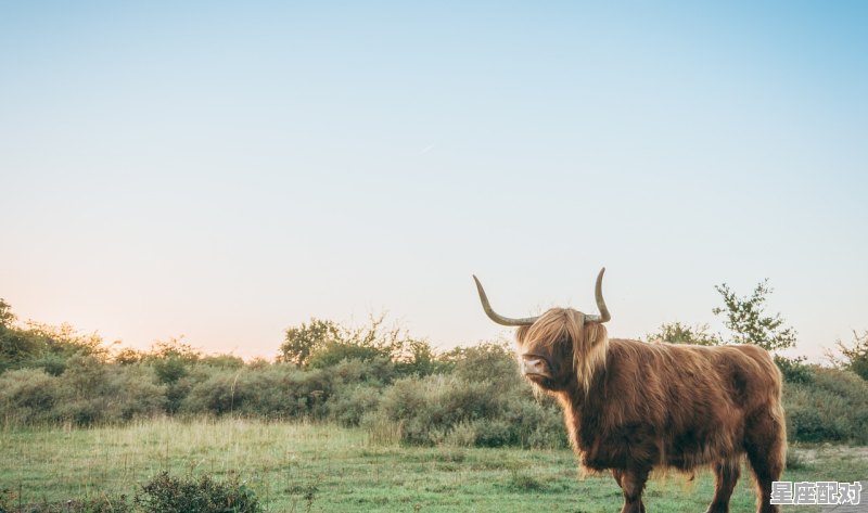 鹏程万里是什么生肖动物呢;鹏程万里是什么生肖  - 星座运势