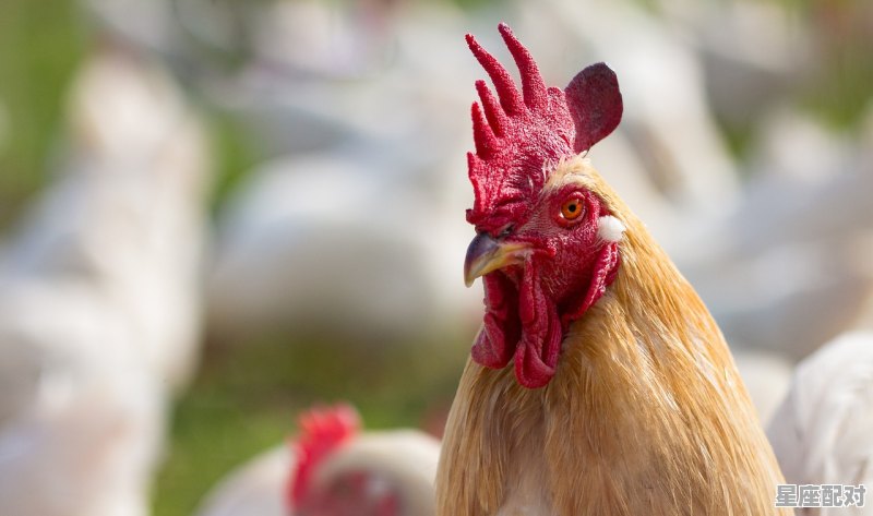 虎耀龙腾指什么动物,龙腾虎跃是什么生肖 虎耀龙腾指什么动物,龙腾虎跃是什么生肖 - 星座运势