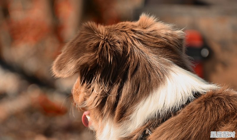 半夜三更是什么动物出,半夜三更是什么生肖 半夜三更是什么动物出,半夜三更是什么生肖 - 星座运势