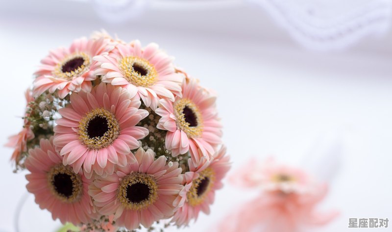 前程似锦指什么动物,前程似锦是什么生肖 前程似锦指什么动物,前程似锦是什么生肖 - 星座运势