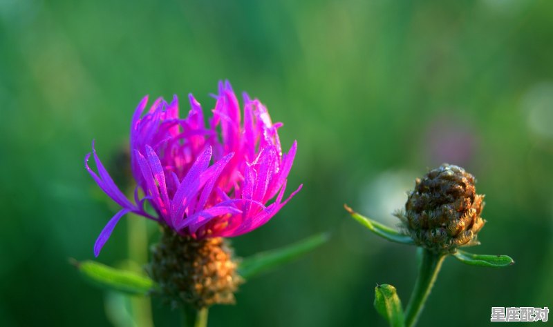 12星座的真实颜色,青是什么星座 12星座的真实颜色,青是什么星座 - 星座运势