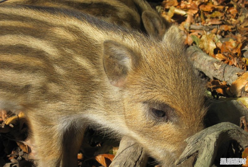 落地生根形容什么动物,落地生根是什么生肖 落地生根形容什么动物,落地生根是什么生肖 - 星座运势