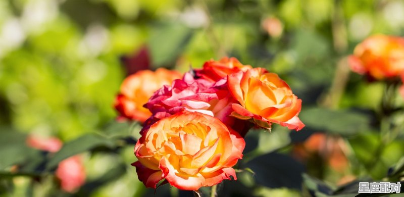 关于财神的句子简短,见财神的经典句子 关于财神的句子简短,见财神的经典句子 - 星座运势