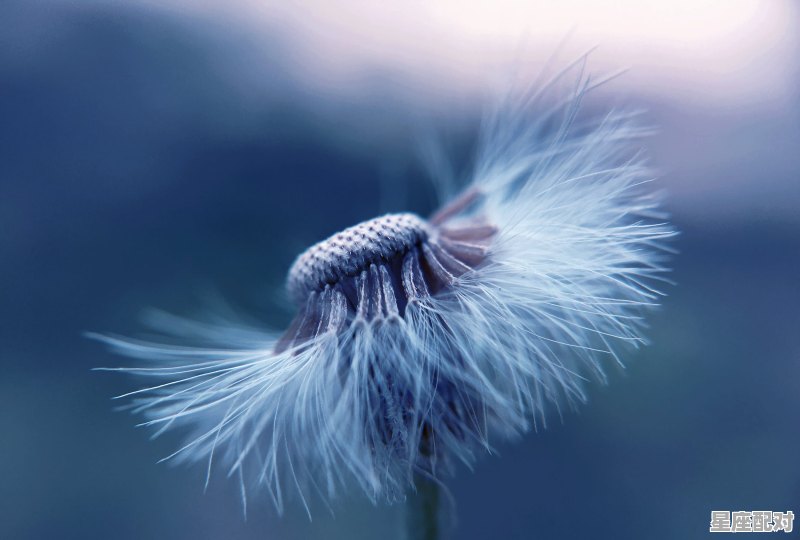 令妃是什么星座的;令妃什么星座  - 星座运势