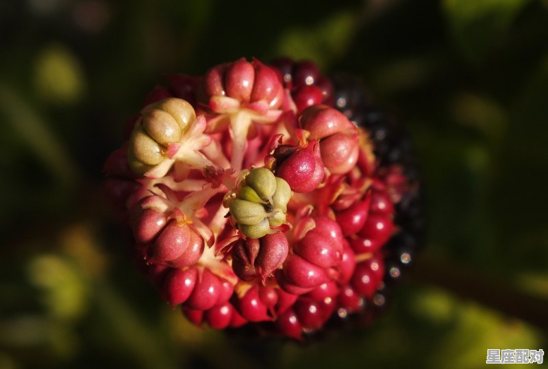 梦到树上结了好多果子什么意思;梦到树上  - 星座运势