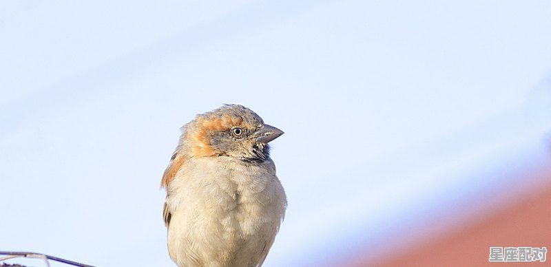 拨云见日是什么生肖，拨云见日是什么生肖 - 星座运势