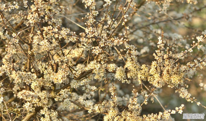 金生水五有用,一春一秋不开花是什么生肖;一春一秋不开花是什么生肖  - 星座运势