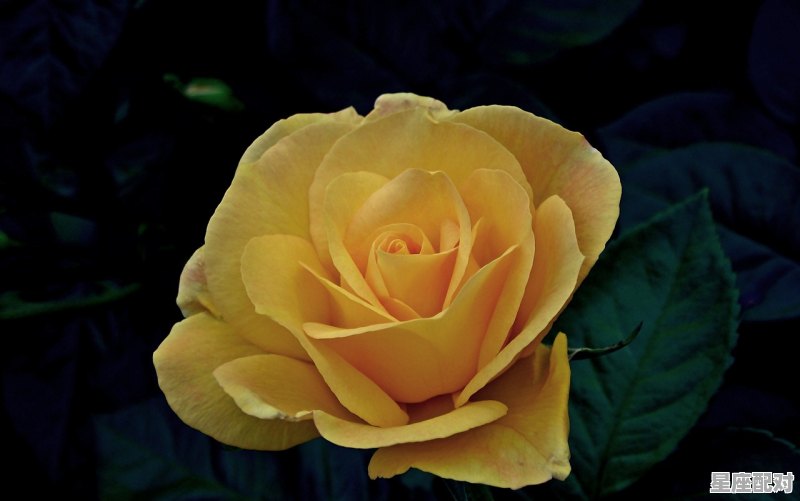 双鱼座女生性格特点;双鱼座女人性格  - 星座运势