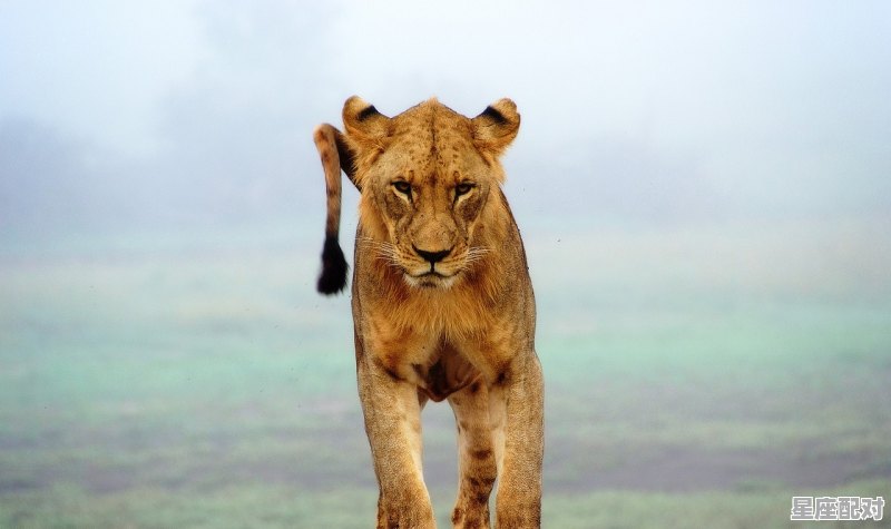 福代表什么动物_代表福的动物 - 星座运势