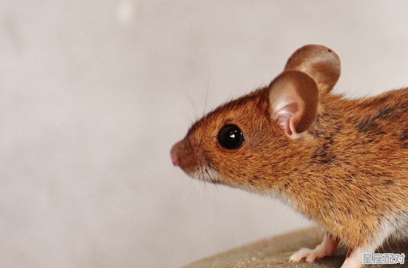 耳聪目灵打个肖_灵鼠闹岁灵人安，奋牛蹄春奋人吉的意思 - 星座运势