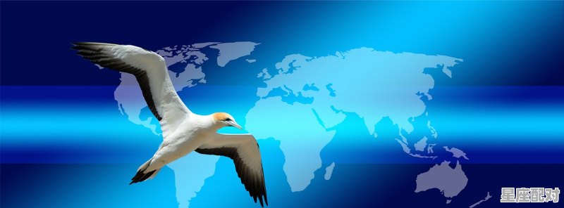 鸡毛飞上天代表什么动物,凤什么生肖 鸡毛飞上天代表什么动物,凤什么生肖 - 星座运势