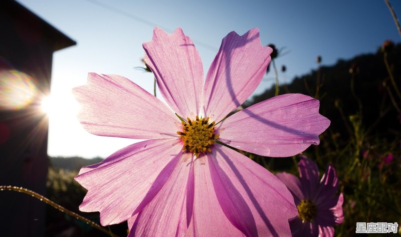 云破月花弄影什么意思,云是什么生肖 - 星座运势