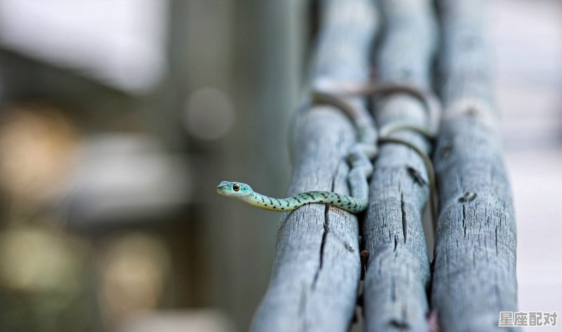 现实中蛇缠脚什么预兆_金色的蛇是什么蛇 现实中蛇缠脚什么预兆_金色的蛇是什么蛇 - 星座运势