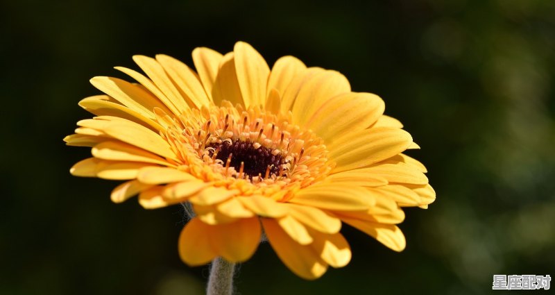 天秤属于什么象，天秤座是什么星座 - 星座运势