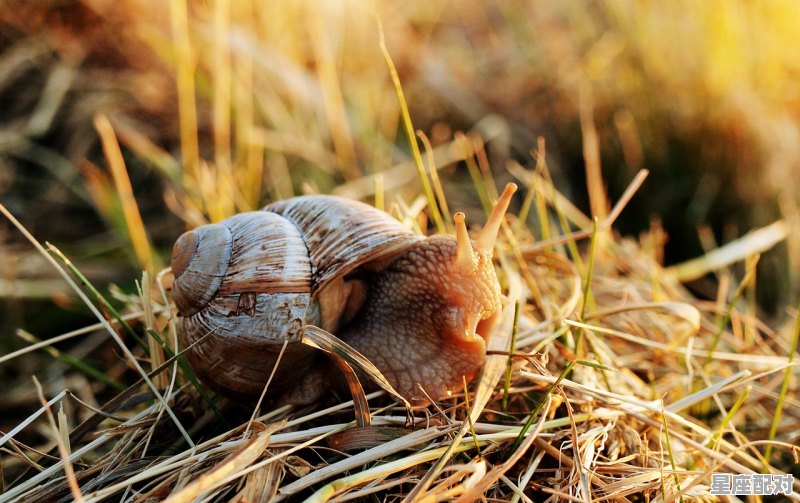半生半熟悉是什么动物,半什么生肖 - 星座运势