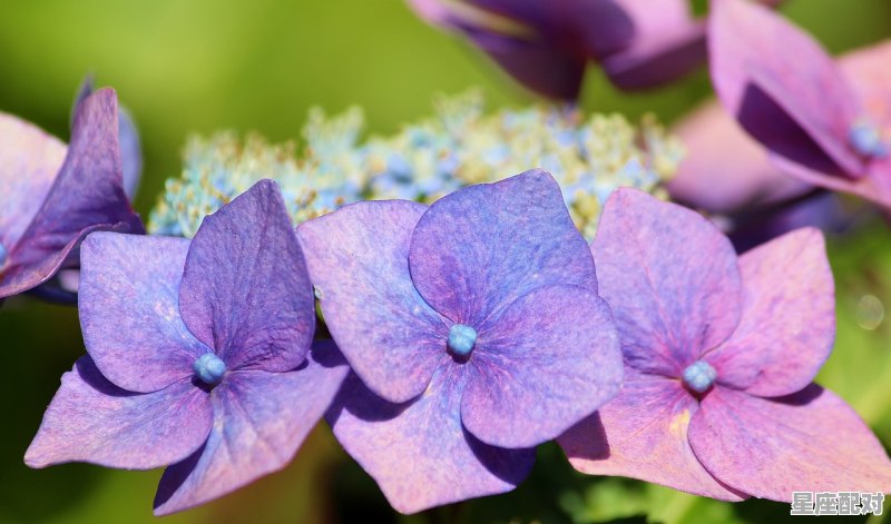 3 月是什么星座,12什么星座是 3 月是什么星座,12什么星座是 - 星座运势