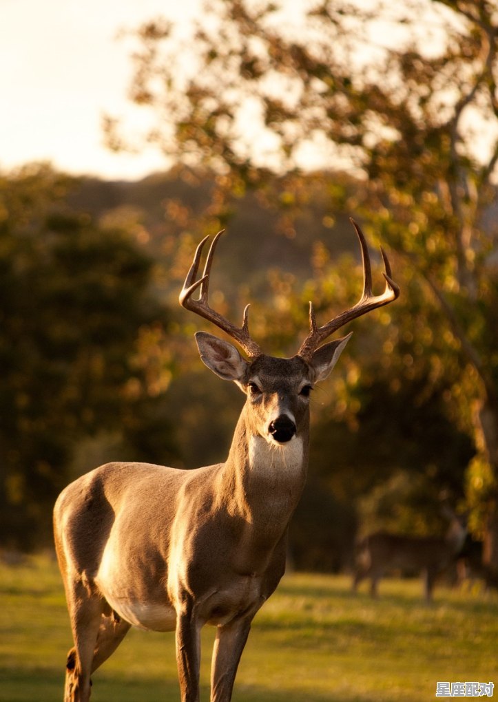 江河湖海任我行，死路一条还要走指的是什么动物,走是什么生肖 - 星座运势