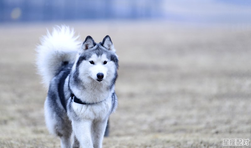 买一身是宝的动物打一动物,宝是什么生肖 - 星座运势