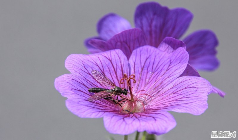 双子星座指的是谁和谁，双子座是什么星座 - 星座运势