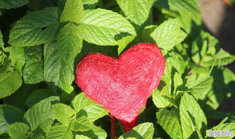 送白菜的寓意,梦到白菜 - 星座运势