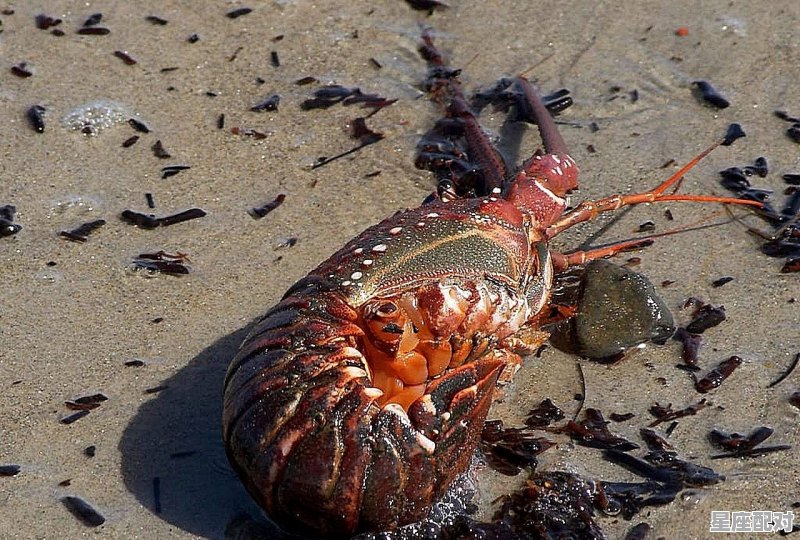 梦到龙虾,梦到龙虾 - 星座运势