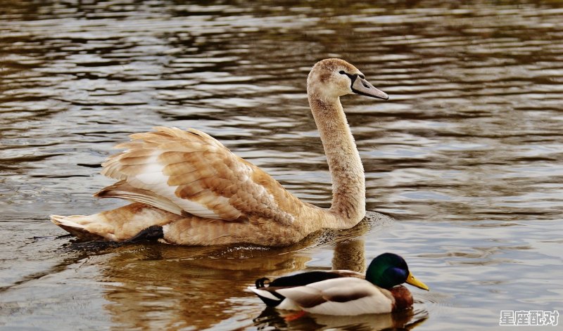 钟情共鱼水猜一个动物_情什么生肖 - 星座运势
