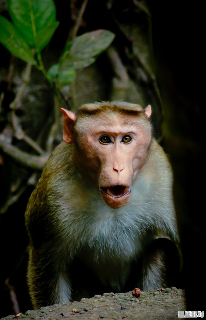 来来去去的动物是什么_呼来换去一般指什么动物 来来去去的动物是什么_呼来换去一般指什么动物 - 星座运势