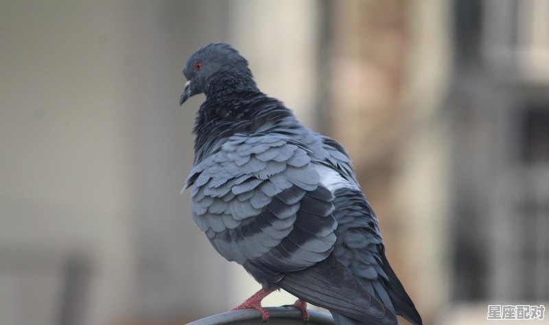 鸽是什么生肖,鸟是什么生肖 鸽是什么生肖,鸟是什么生肖 - 星座运势