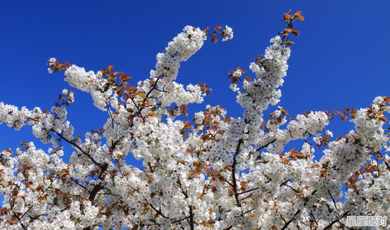 梦中的婚礼有什么寓意,梦到婚礼 梦中的婚礼有什么寓意,梦到婚礼 - 星座运势