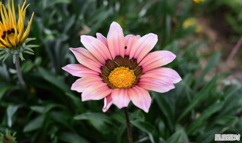 属兔双鱼座O型血女生性格,属兔双鱼座男生性格 属兔双鱼座O型血女生性格,属兔双鱼座男生性格 - 星座运势